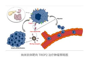 基于纳米抗体的疾病诊疗技术开发